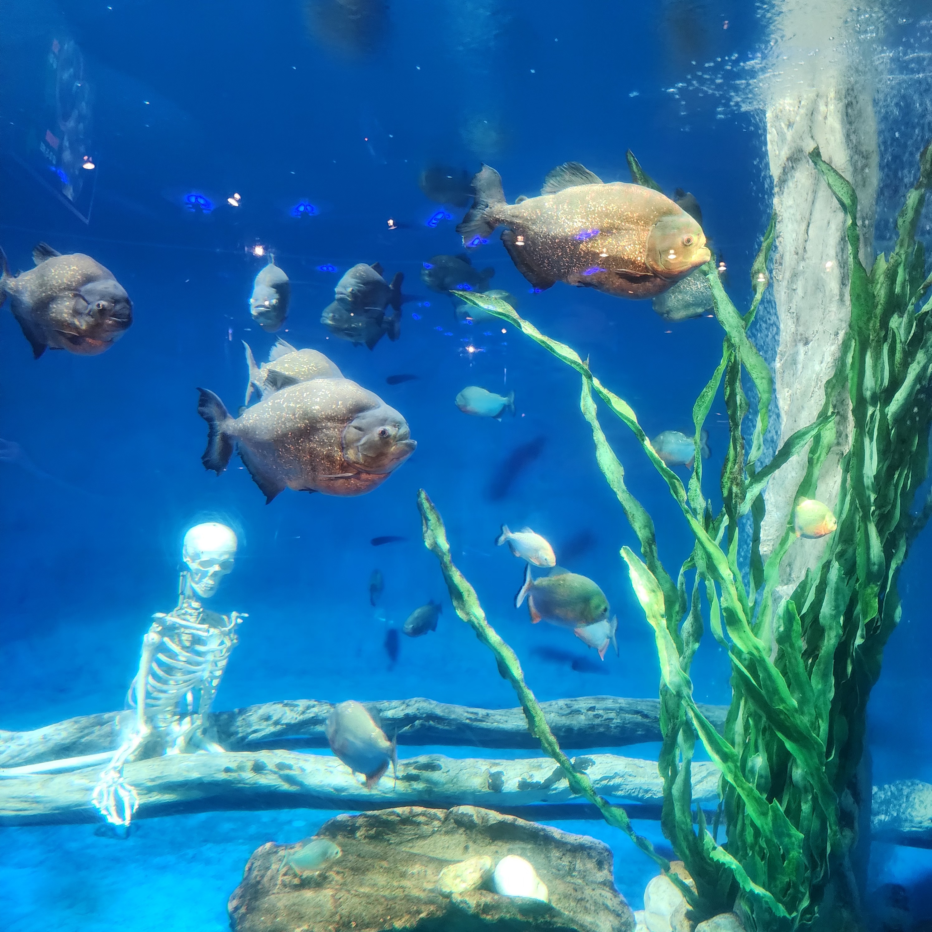 Under the Sea, floating full-time